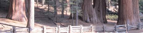 Stayed here one night because i needed a play to sleep for the night. Dorst Creek Campground Sequoia And Kings Canyon National Park Sequoia Kings Canyon National Parks Recreation Gov