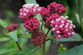 Image result for Asclepias schumanniana