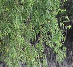 Image result for Maesobotrya