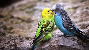 Download beautiful wallpaper full hd birds. Cute African Birds 3d Hd Wallpapers Download 9 Hd Animals Kissing Pet Birds Cute Birds