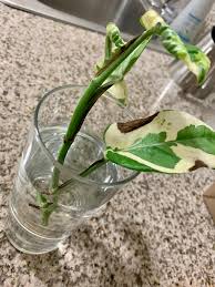 For my own first attempt at propagating pothos (which was succesful!) i decided to try and root my cutting in potting soil instead of water. Propagation Problems For A Newbie N Joy Cutting Is Browning After 2 Weeks In Water Slow Root Growth Changed Water 3 Times Any Ideas Pothos