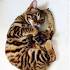 8 Domestic Cat Breeds That Look Like Tigers - With Pictures!