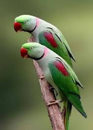 Tropical Birds With Long Tail Feathers A Pair Of Lovely Indian Ringneck Parrots They Have Extra Long Tail Feathers Which Make Them Appear T Passaros Exoticos Papagaios Coloridos Passaros Silvestres