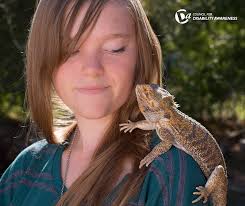 So why are bearded dragons good pets? Bearded Dragons As Emotional Support Pets Council For Disability Awareness Blog