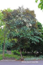Image result for Chrysophyllum