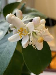 26 *all answers on final sensory organs: I Was Given A Meyer Lemon Tree As A Gift And Understand The Flowers Are Supposed To All Have Both Male And Female Meyer Lemon Tree Lemon Tree Parts Of A