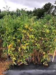 Image result for tomato seedling fusarium wilt