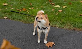 Anyways, here are some places that i have discovered national get out of the dog house day? National Dog Day 2021 Quotes Image Picture Status Info Official