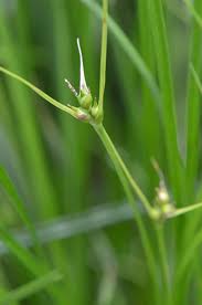 Image result for Carex johnstonii
