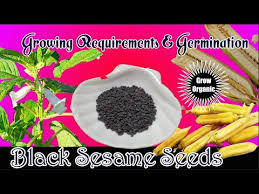 The sesame plant should then be put into a paper bag and allowed to air dry. How To Grow Black Sesame Seeds Growing Requirements Germination Youtube