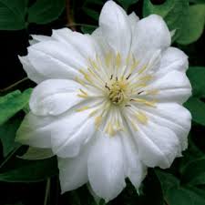 Check spelling or type a new query. Pruning Group B2 Archives Page 2 Of 3 Clearview Horticultural Products