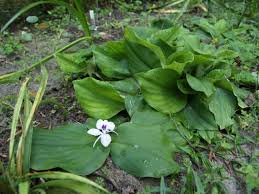 Image result for Kaempferia