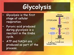 The 64% of the energy in glucose. Biology 9 2 The Process Of Cellular Respiration Powerpoint And Guided Notes