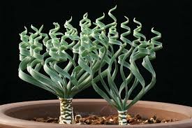 Image result for Trachyandra saltii