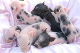 We did not find results for: Pin By Alexis Kostura On Animals Teacup Piglets Baby Pigs Teacup Pigs