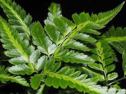 Image result for Rumohra adiantiformis