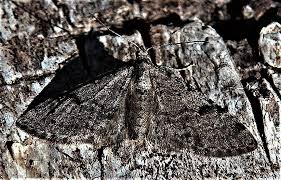 Image result for Eupithecia conterminata