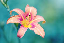 Aside from symbolizing the everlasting love between a couple, the stargazer means success in a financial sense too. Lily Meaning And Symbolism Ftd Com