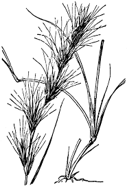 Image result for Aristida adscensionis