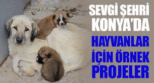 Konya Buyuksehir Belediyesi