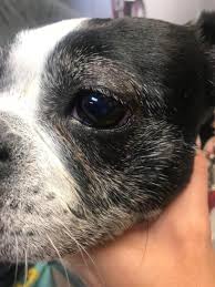 Small animal (dog/cat) and small exotic animal consultation appointments. Cherry Eye In Dogs And Cats Diagnosis And Treatment The Pet Hospitals