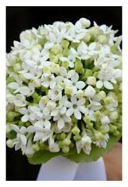 La composizione potrebbe essere stupenda in qualsiasi stanza, in una casa o. Bouquet Fiori D Arancio Bouquet Matrimonio Piccoli Fiori Matrimonio Estivo Bouquet Per Damigelle