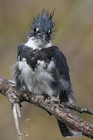 Bird With Colorful Feathers On Head Pin On Aves