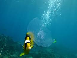Photo Animal Youpic Butterfly Fish Fish Fish Pet