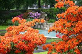 Pin By Rebekka Dieterich Hartwell On Garden Ideas Azalea Bush Azaleas Pretty Plants