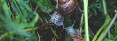 I usually keep a large zip to lock bag on my counter and toss them in there. How You Can Control Slugs And Snails Organically No Chemicals Grow Inspired With Claire Mummery