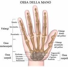 Frattura del dito della mano © massimo defilippo. Ossa Della Mano