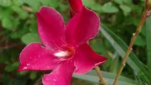 Image result for Farquharia