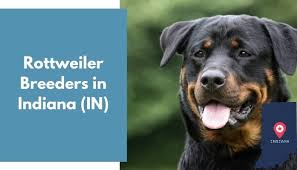 Tails docked, dew claws done, dewormer done, 1st puppy shots and vet check done. 16 Rottweiler Breeders In Indiana In Rottweiler Puppies For Sale Animalfate