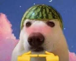 Pin By On 6th Dimension In 2020 Cute Memes Animal Memes Cute Love Memes