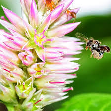 Madu kelulut berasal daripada sari bunga yang kaya dengan khasiat seperti antioksidan tinggi ladang ternakan komersil lebah kelulut kami menghasilkan produk madu dan propolis lebah. Khasiat Madu Kelulut Best Kelulut