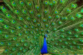 peakcok bird peacock the indian national bird a photo on flickriver animal sanctuary peacock wildlife sanctuary