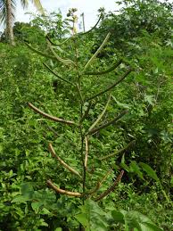 Image result for Senna occidentalis