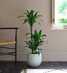 Image result for Dracaena steudneri