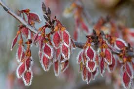 Image result for Ulmaceae