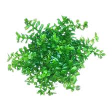 Image result for Rotala myriophylloides