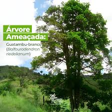 Image result for Balfourodendron