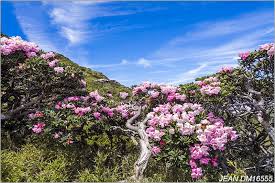 dm16555 玉山杜鵑 玉山杜鵑花 杜鵑花 花卉 花 太魯閣國家公園 合歡山 合歡東峰 南投縣 仁愛鄉 beautiful nature rhododendron nature