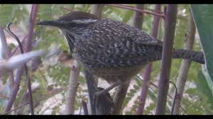 Cactus wrens are true desert. The Sounds Of Three Cactus Wren Youtube