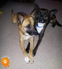 About Us Cool Pets Dog Friends Humane Society