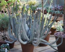 14 fits in these container sizes: Pencil Cacti The Stick Euphorbias Dave S Garden