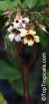 Image result for Strophanthus nicholsonii