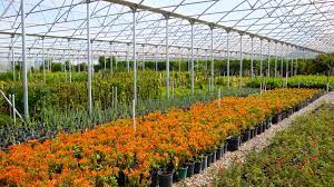 The vast selection of trees alone is almost overwhelming. Grower Profile Mesquite Valley Growers Nursery Pro Mix Greenhouse Growing