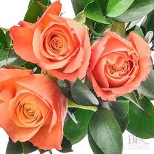 Discover the ideal rose for your wedding, event, or everyday occasion at fiftyflowers! Orange Rose Handtied Buy Online Or Call 01895 420912
