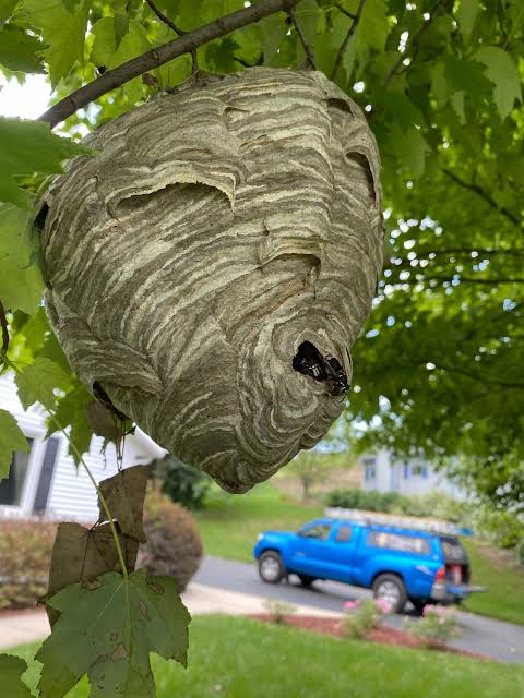 Know Your Nests | The Bug Man and Queen Bee