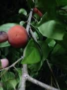 Image result for Dovyalis sp. A